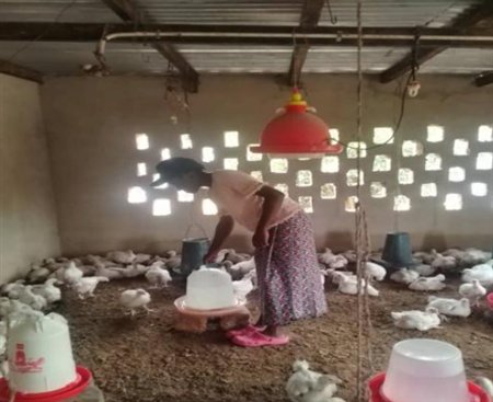 KAY’S CHICKENS, a poultry enterprise located in Luanshya, Zambia.